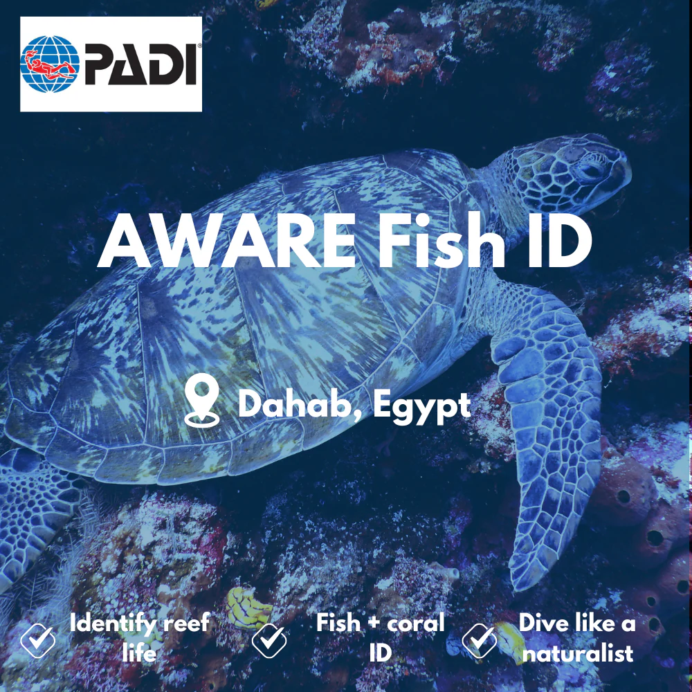 PADI Marine Ecology & Fish ID course in Dahab