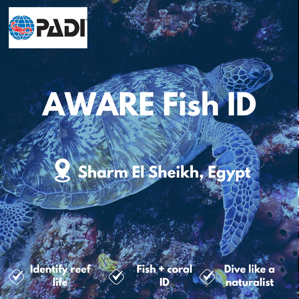 PADI Marine Ecology & Fish ID course in Sharm El Sheikh