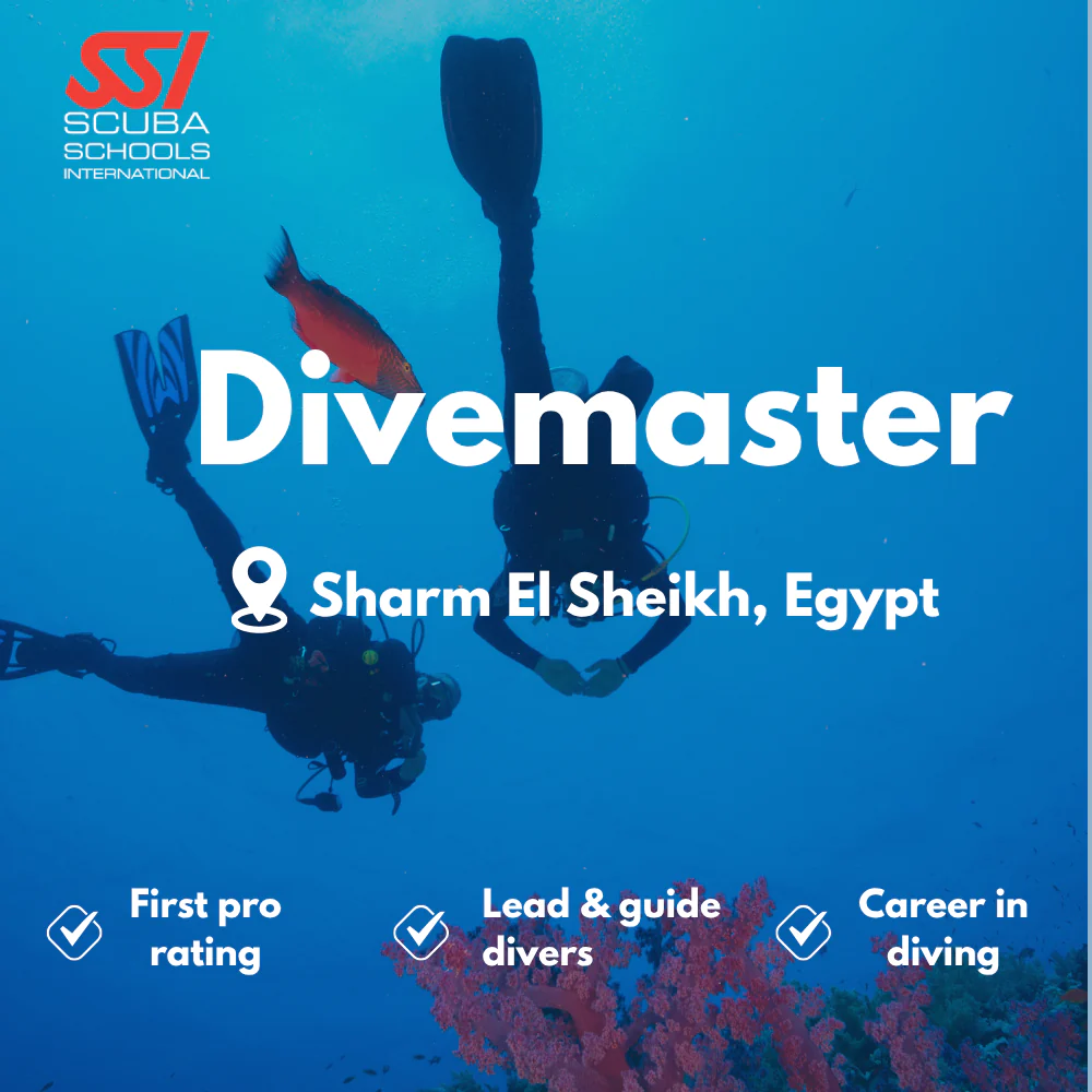 SSI Divemaster course in Sharm El Sheikh