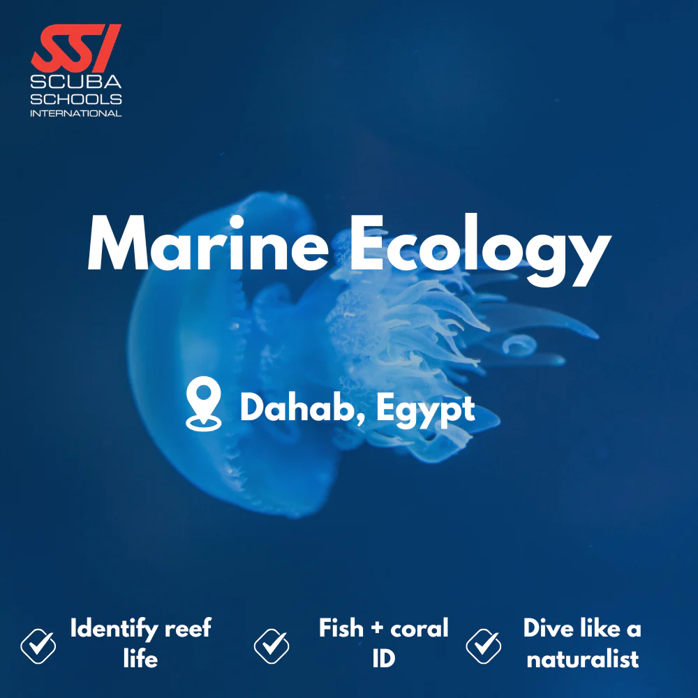 SSI Marine Ecology & Fish ID course in Dahab