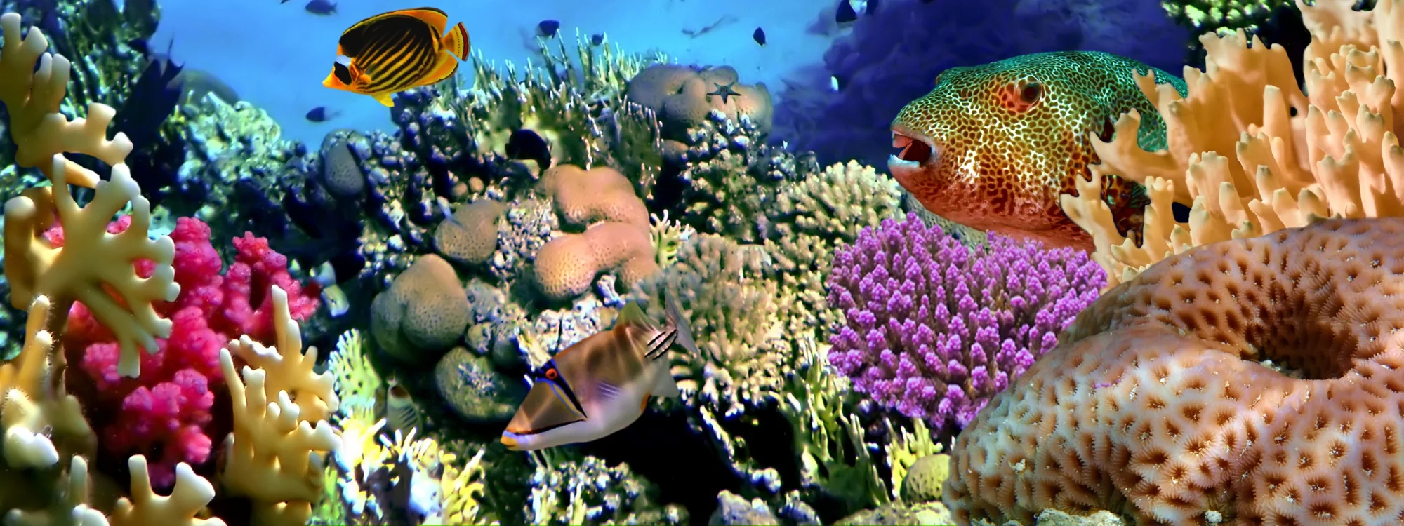 Great Barrier Reef & Minke Whales - Great Barrier Reef, Australia