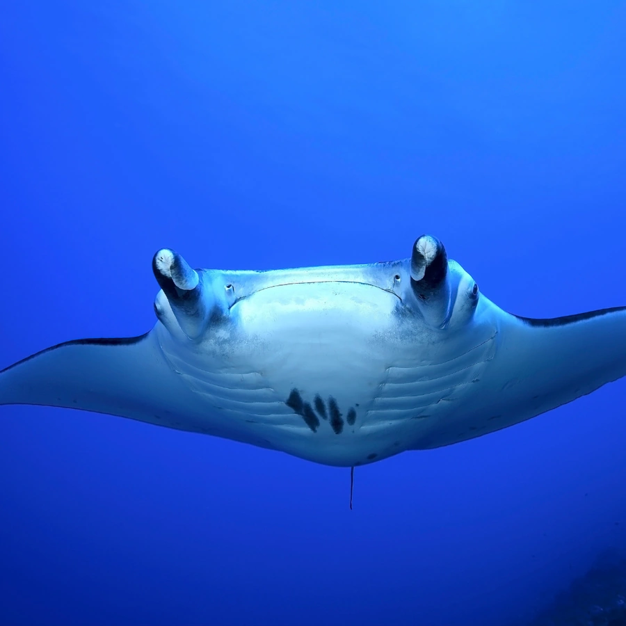 Baa Atoll, Coral Reefs diving