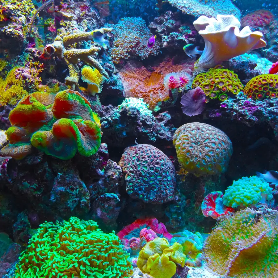 Great Barrier Reef & Minke Whales · Great Barrier Reef, Australia