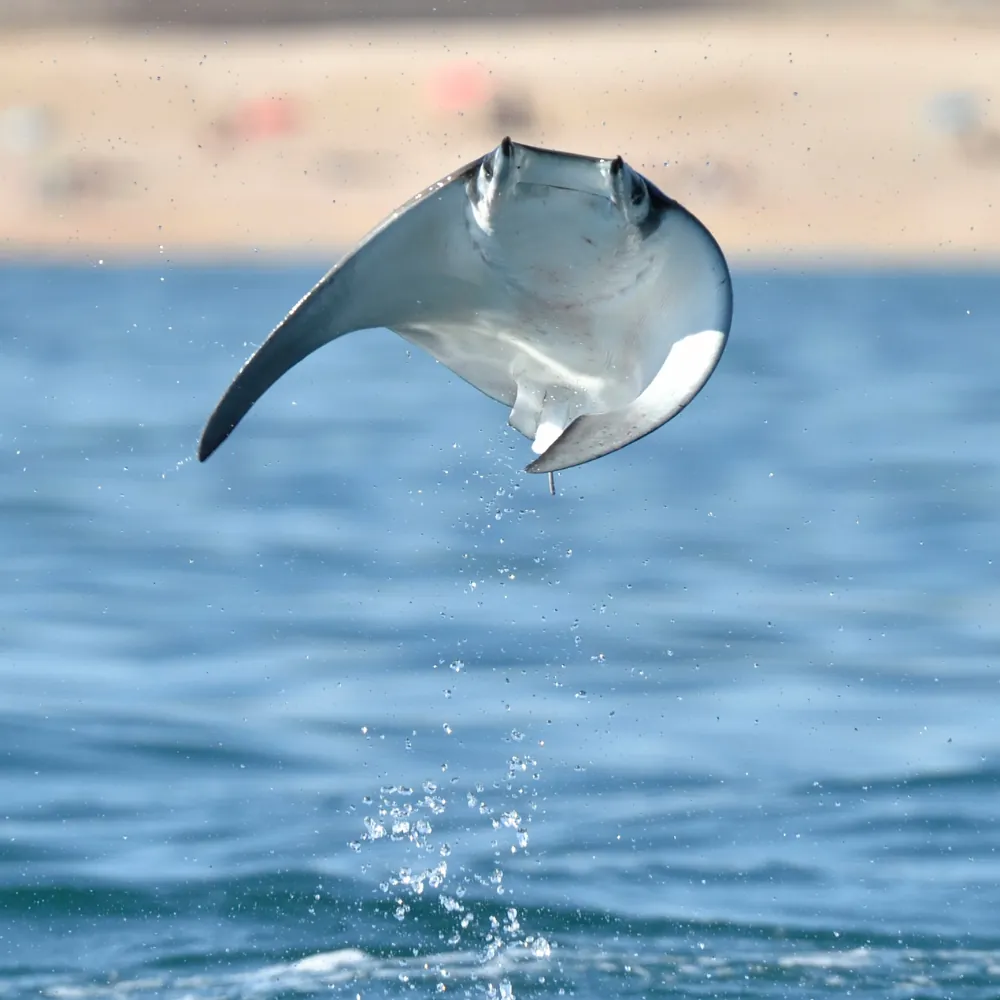 Djibouti, Coral Reefs diving