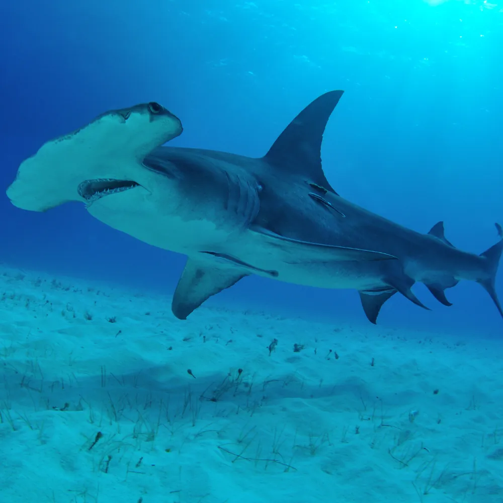 Galapagos, Hammerhead Sharks diving