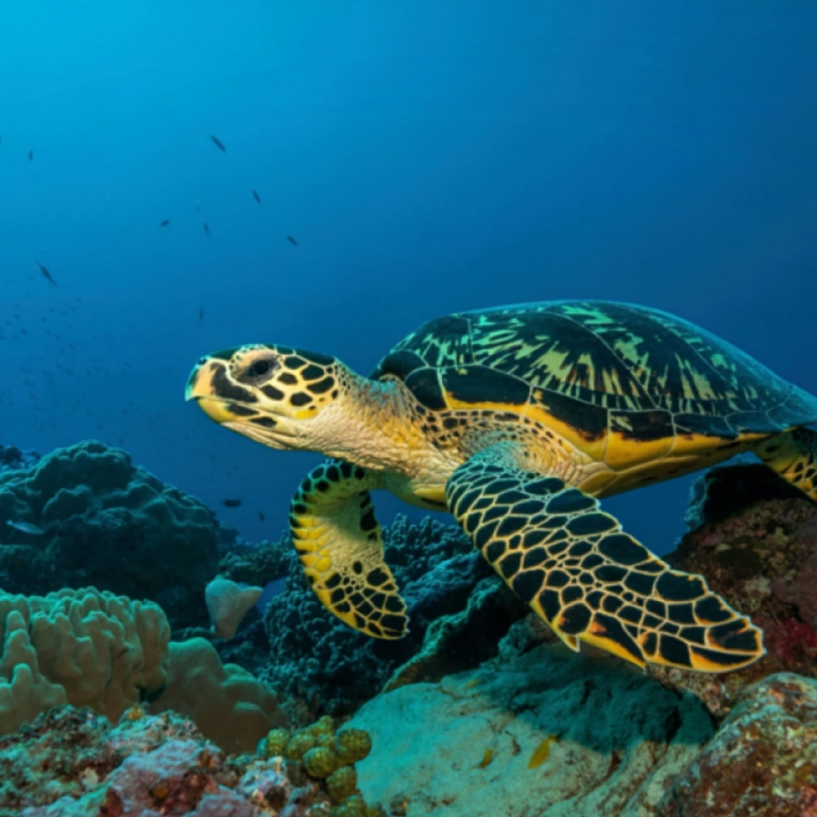 Kadmat Island, Coral Reefs diving