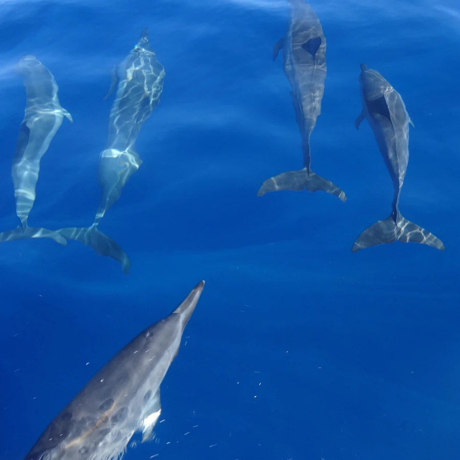 Mauritius, Moray Eels diving