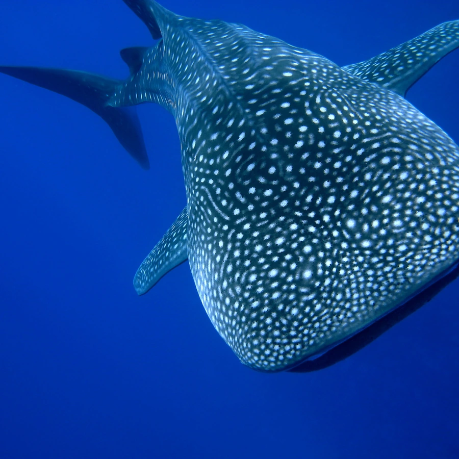 Similan Mantas & Granite Reefs · Similan Islands, Thailand