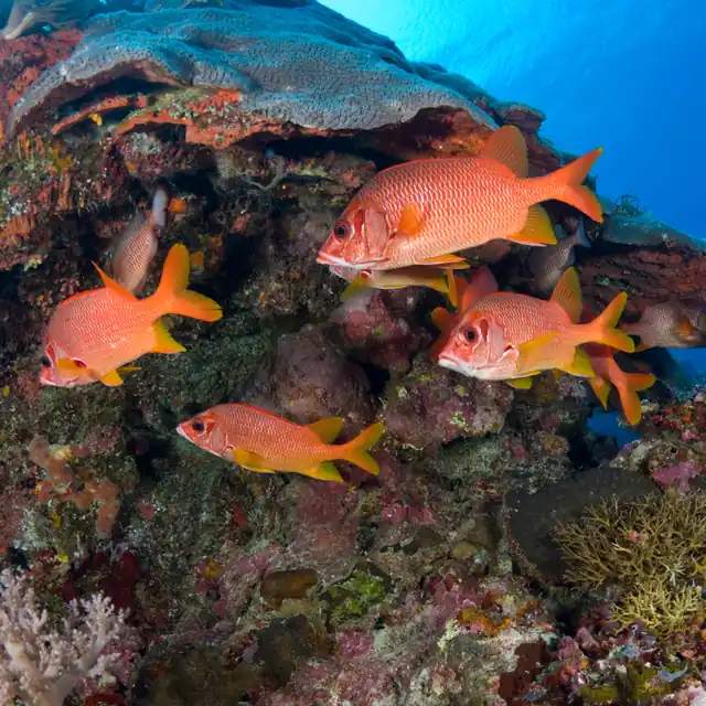 Tarkarli Malvan, Moray Eels diving