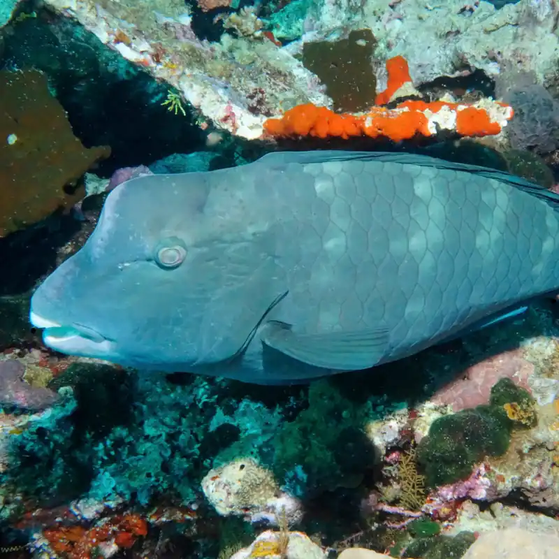 Tioman, Cuttlefish diving