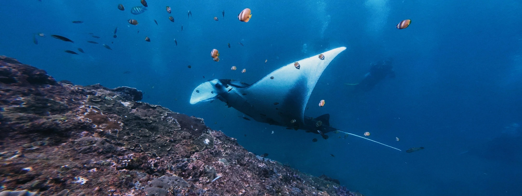 Komodo Mantas & Currents - Komodo, Indonesia