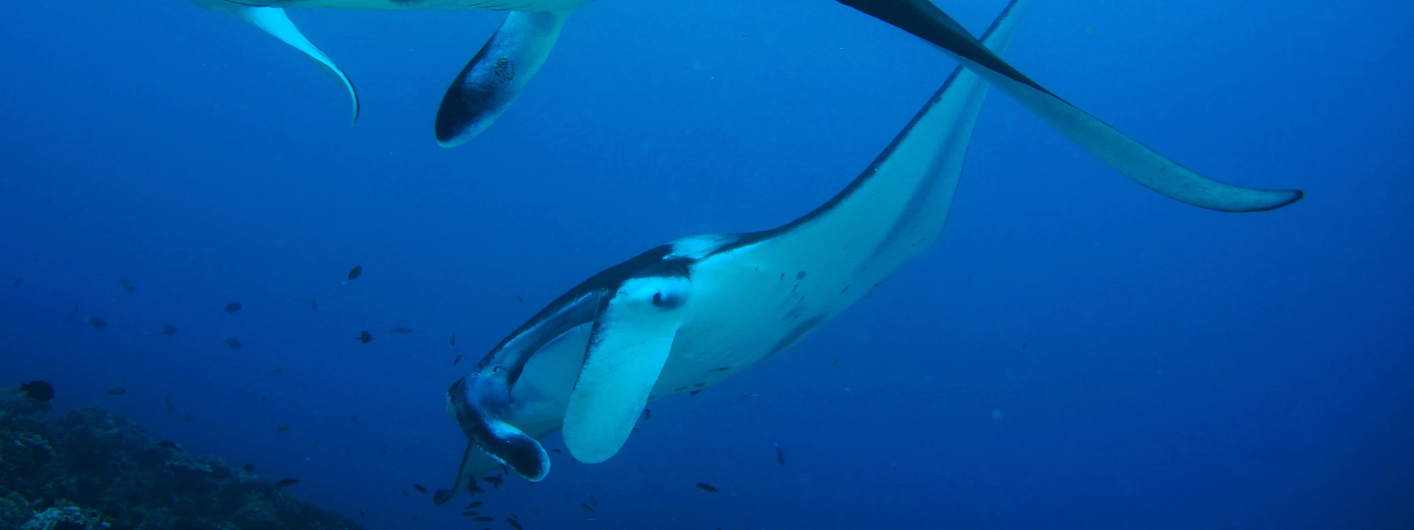 Maldives Mantas & Whale Sharks - Central Atolls, Maldives