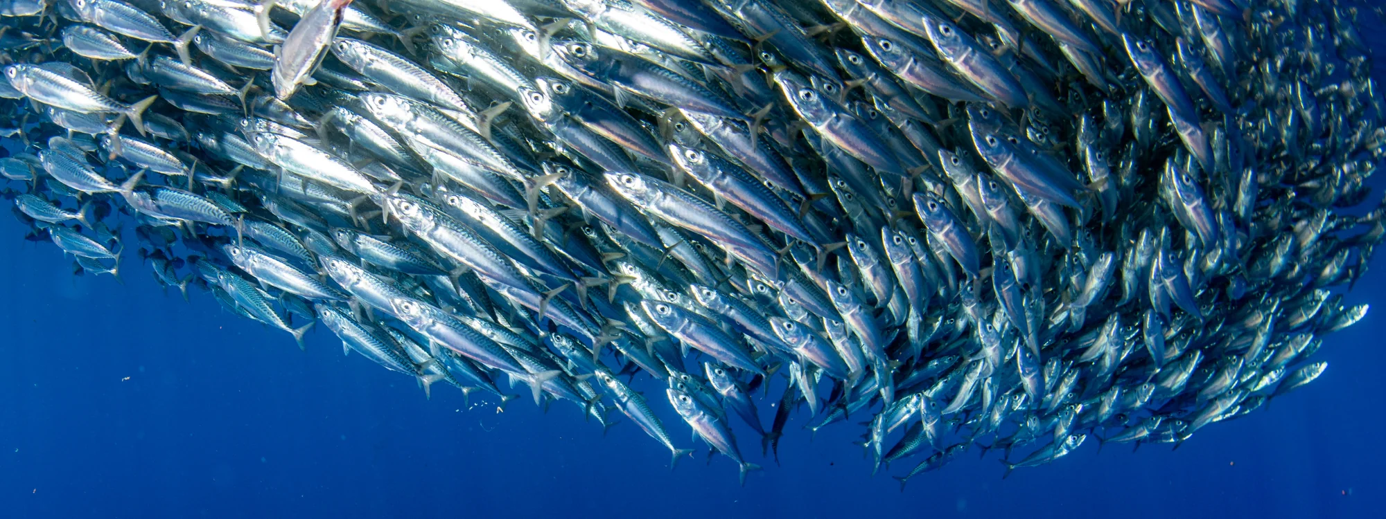 Philippines Sardine Run & Threshers - Moalboal & Malapascua, Philippines