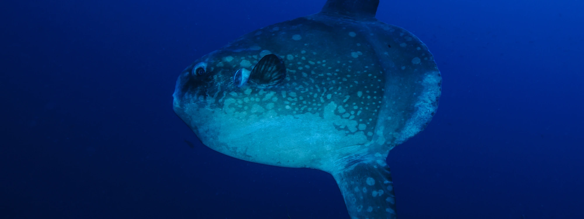 SSI Conservation & AWARE course in Nusa Penida