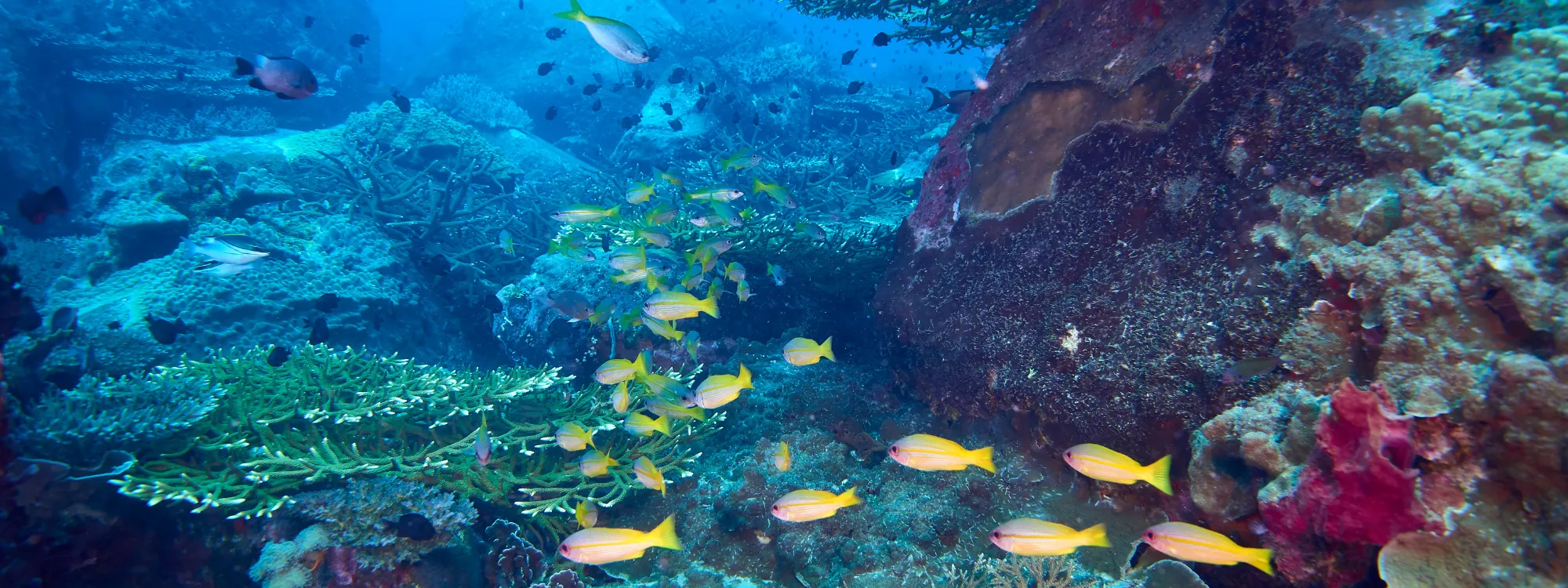 SSI Go Pro / Zero to Hero course in Phuket