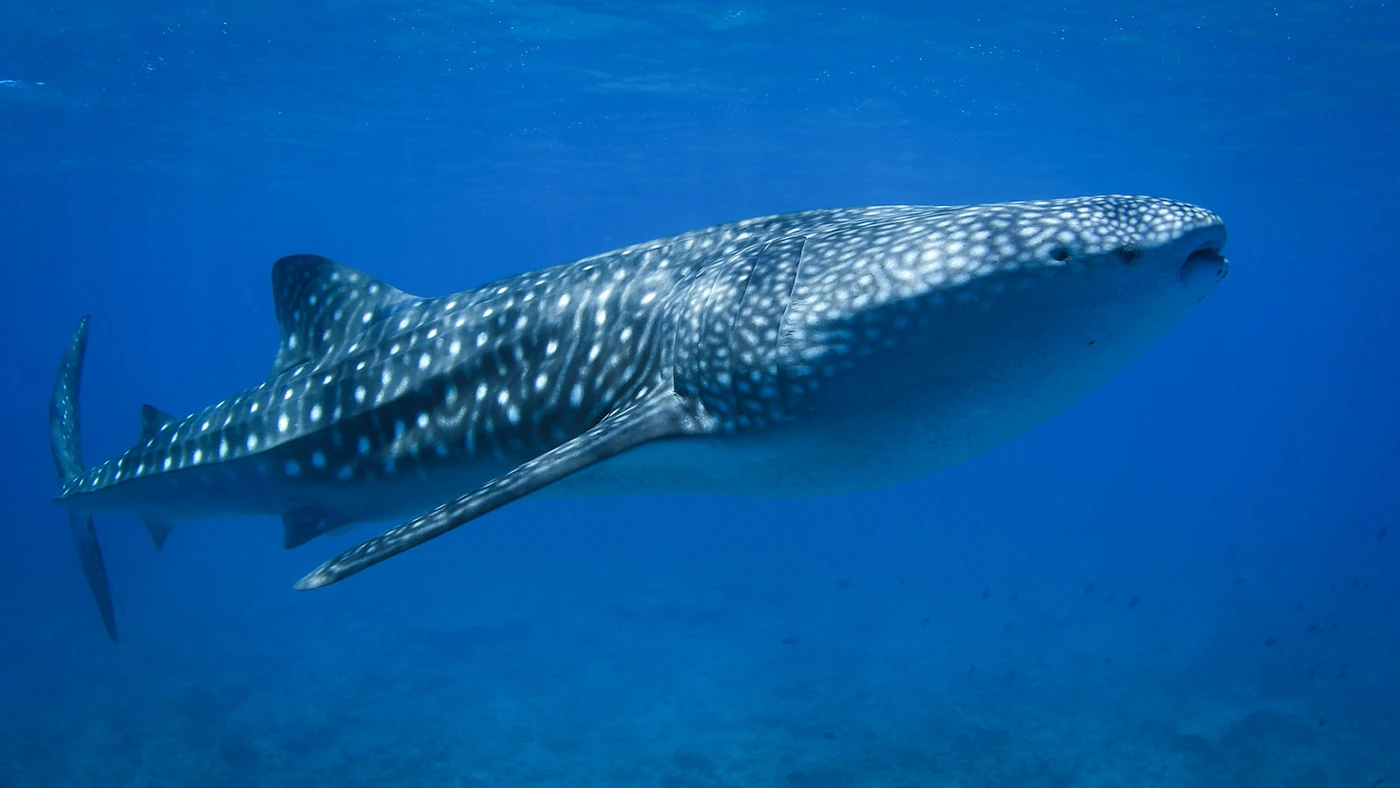 Whale shark