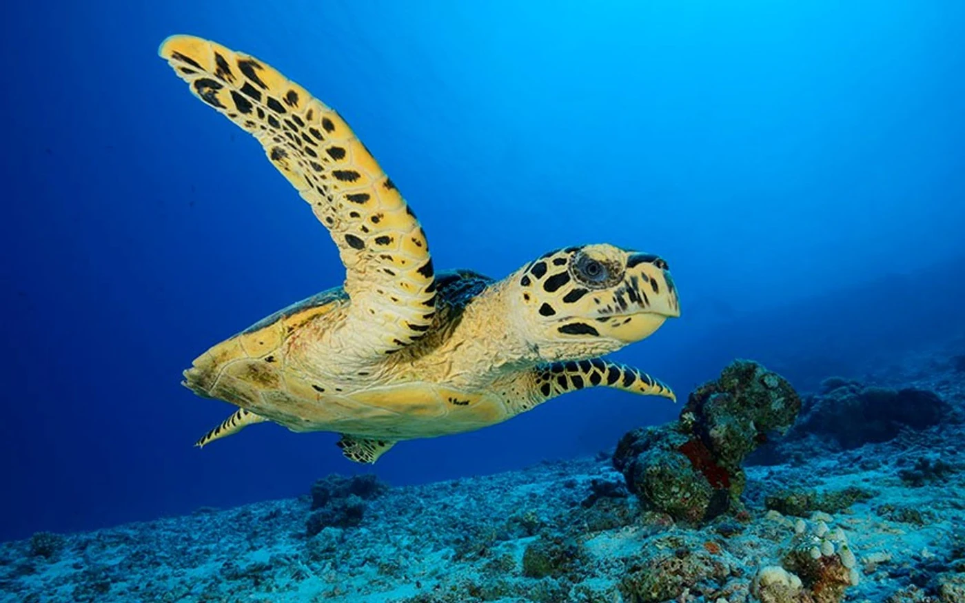 Green turtle