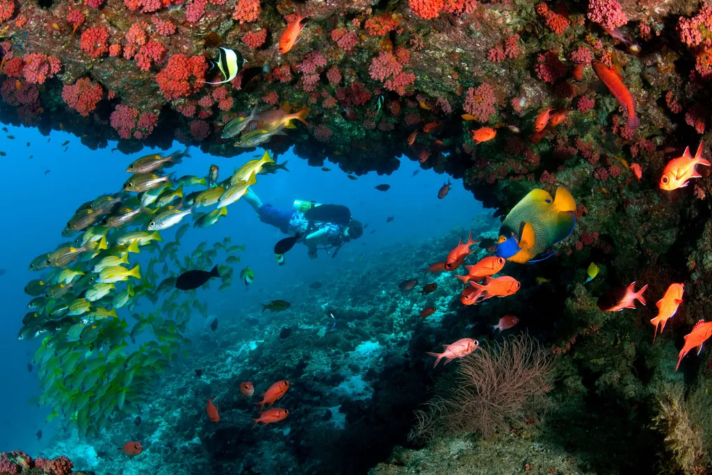 Diver on the reef
