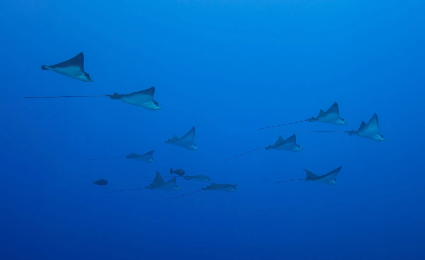 Eagle ray school