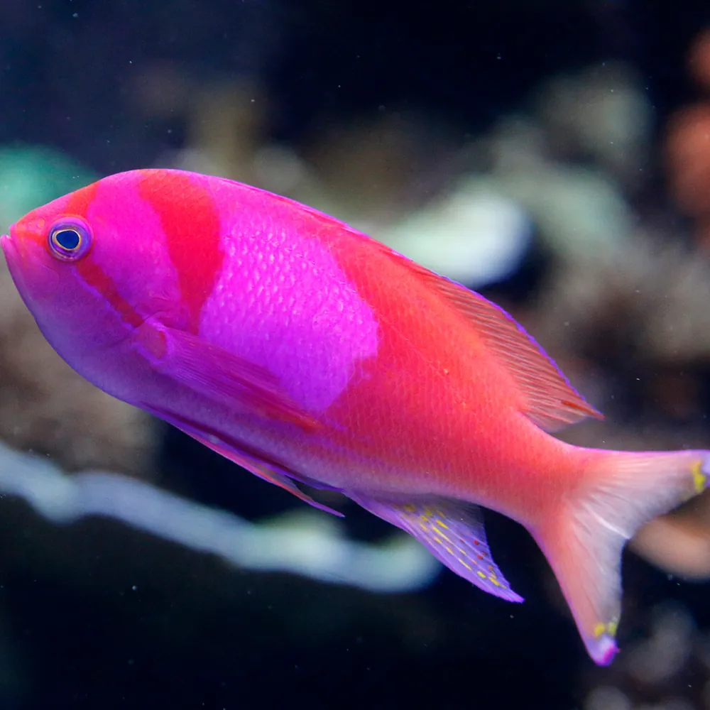 Red Sea Anthias