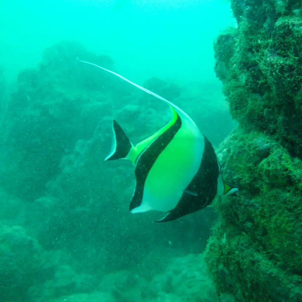 Batfish