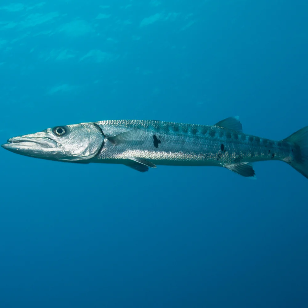 Great Barracuda