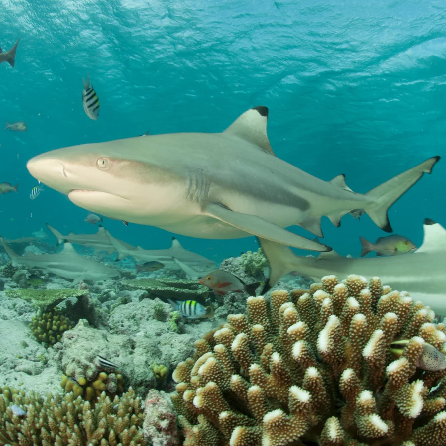 Blacktip Reef Shark