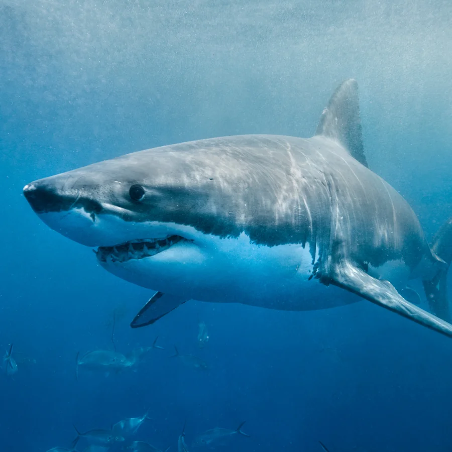 Bull Shark