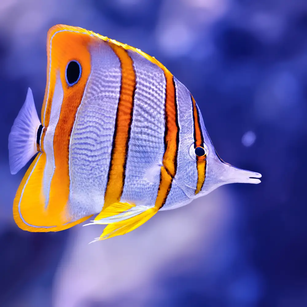 Butterflyfish