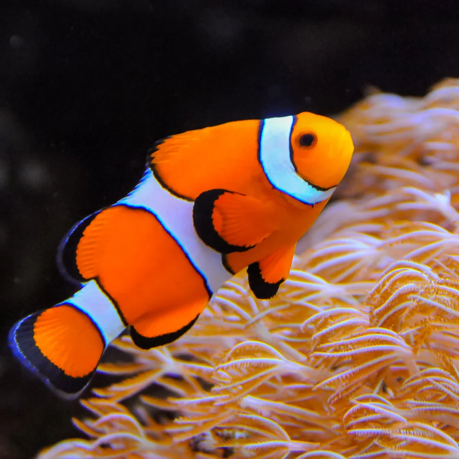Anemonefish