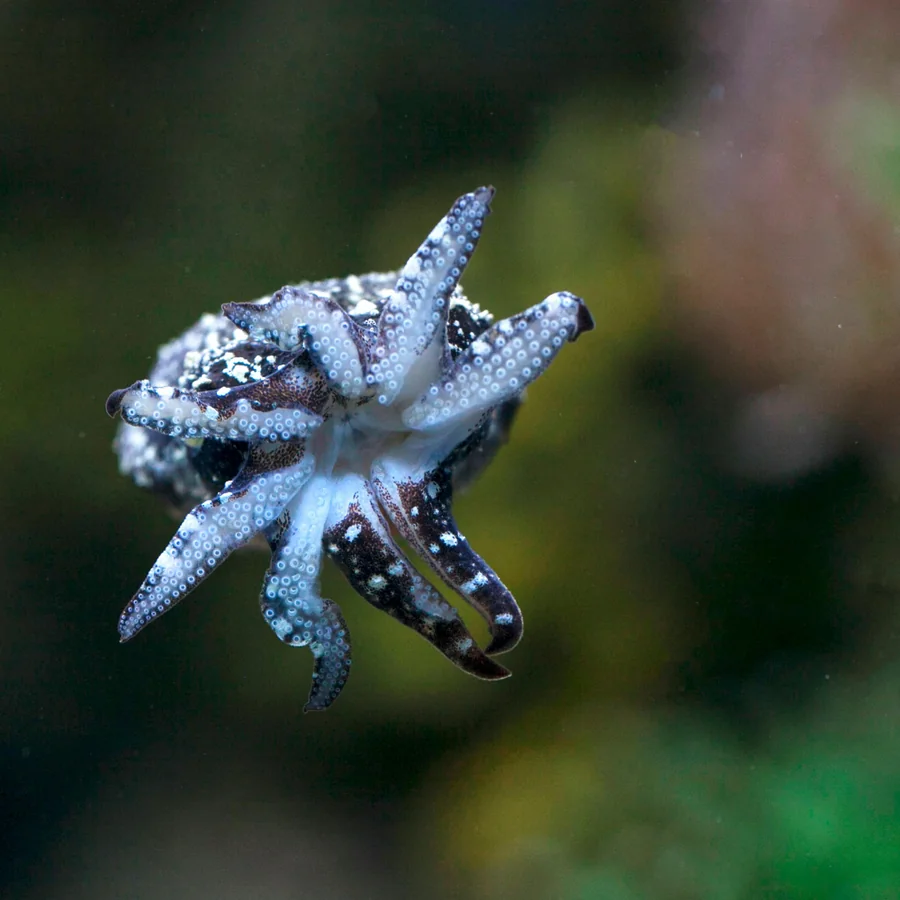 Common Cuttlefish