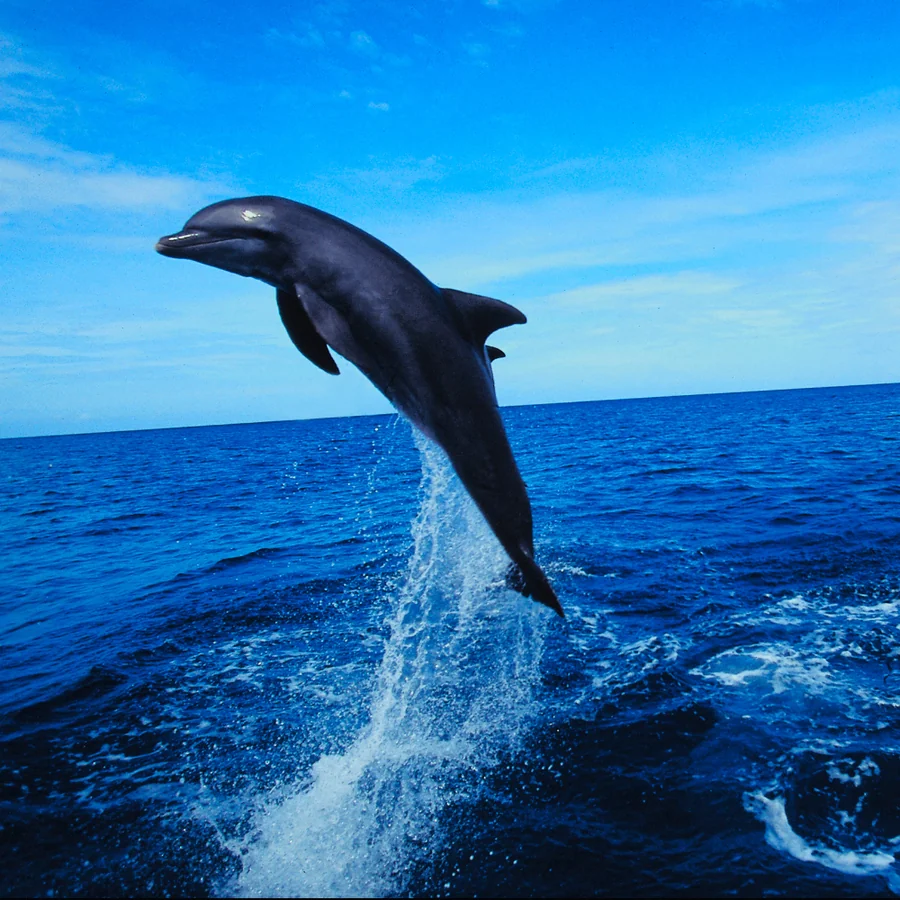 Spinner Dolphin