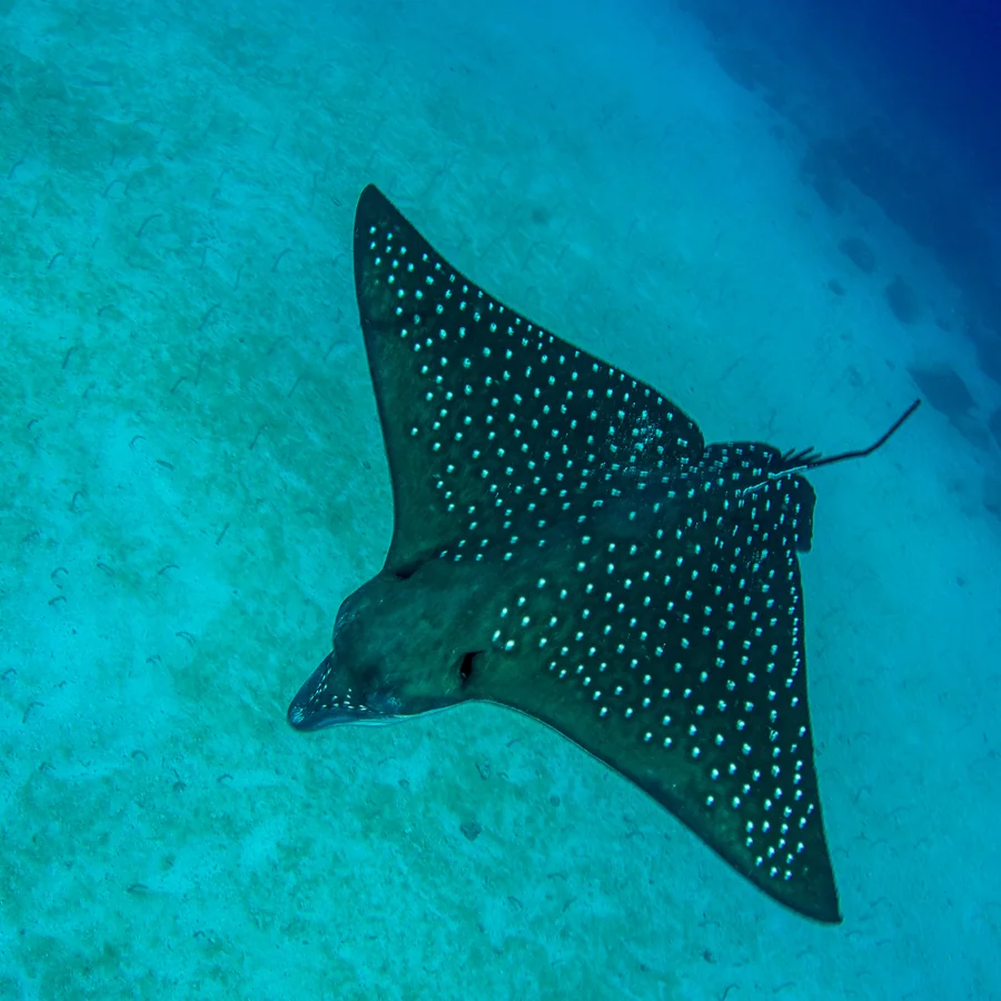 Eagle Ray