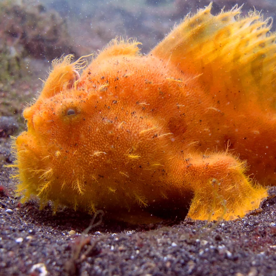 Frogfish