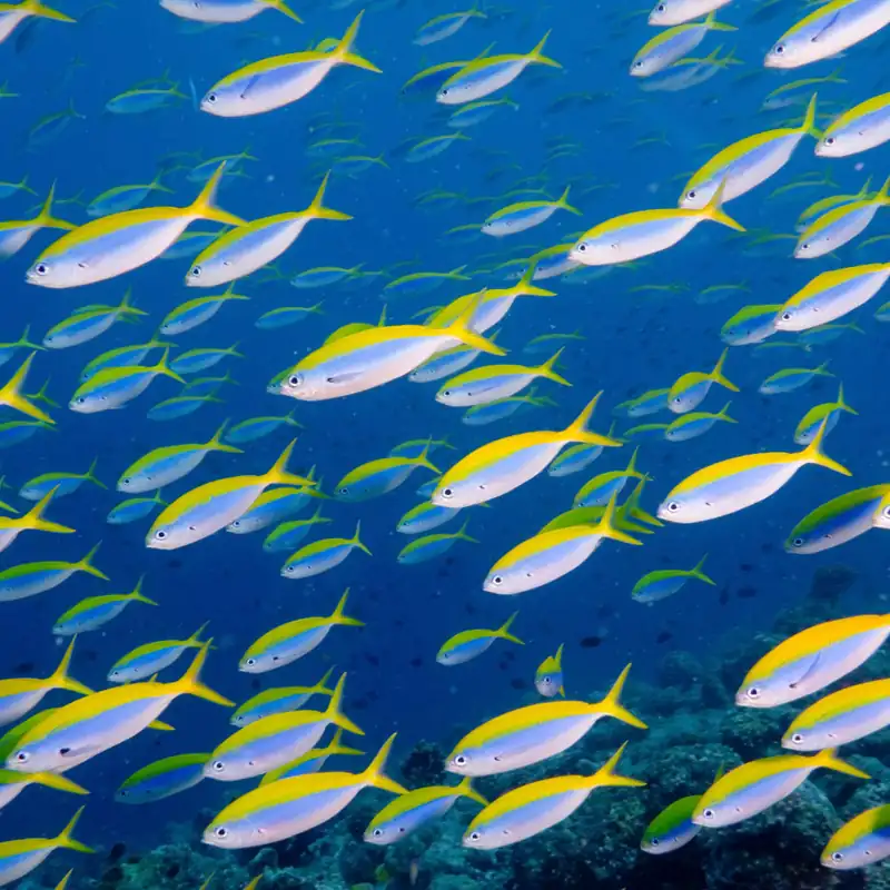 Yellowtail Fusiliers