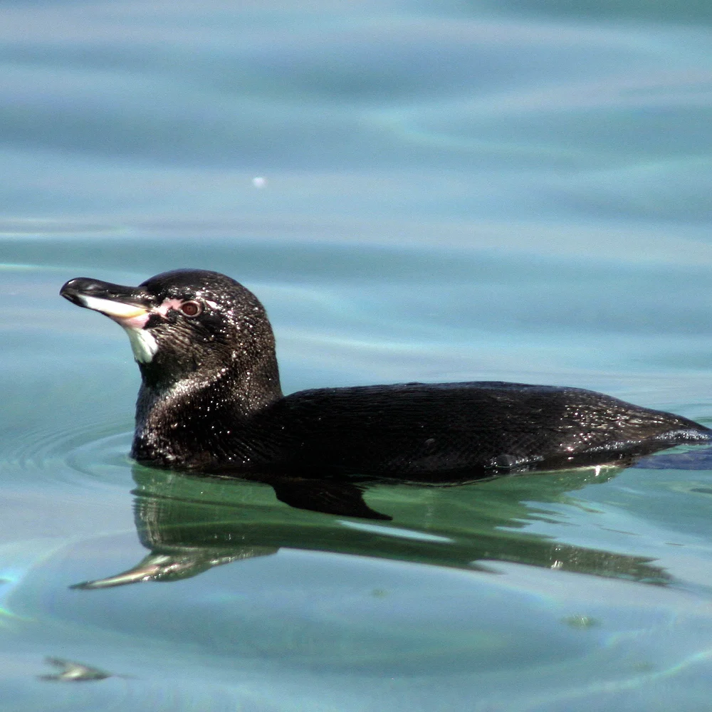 Galapagos Penguin