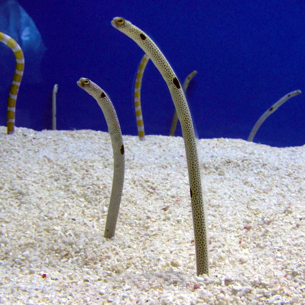 Garden Eels