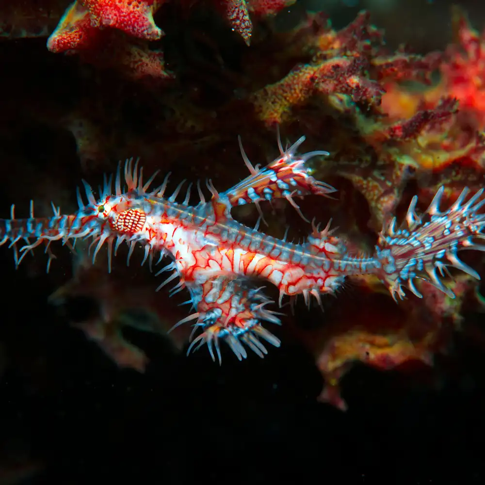 Ornate Ghost Pipefish