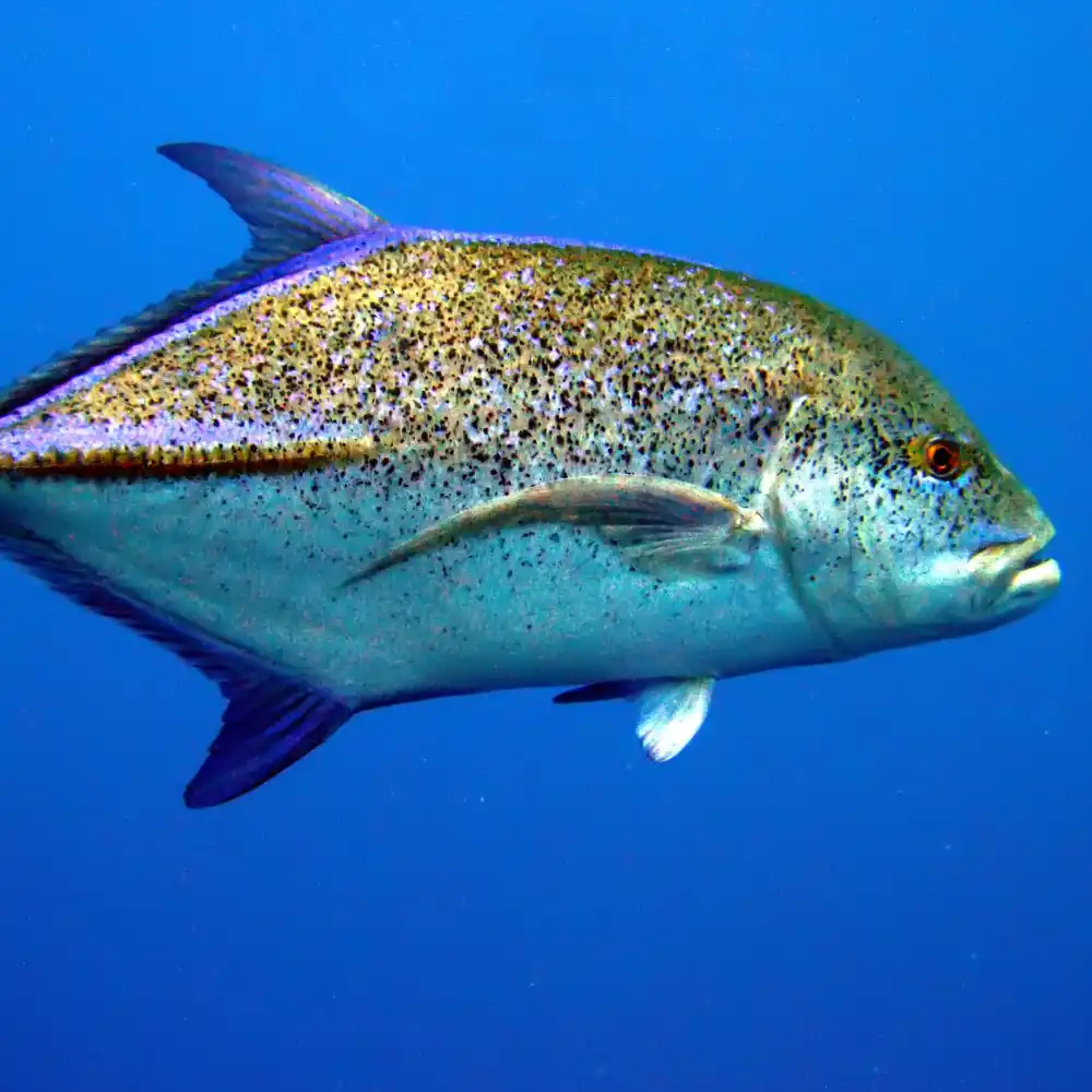 Bigeye Trevally