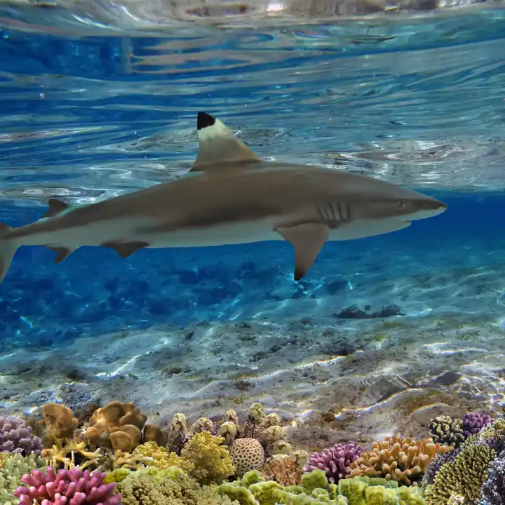 Grey Reef Shark