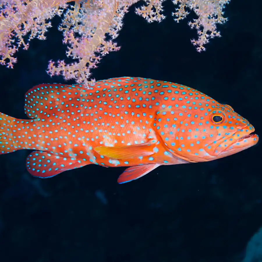 Giant Grouper
