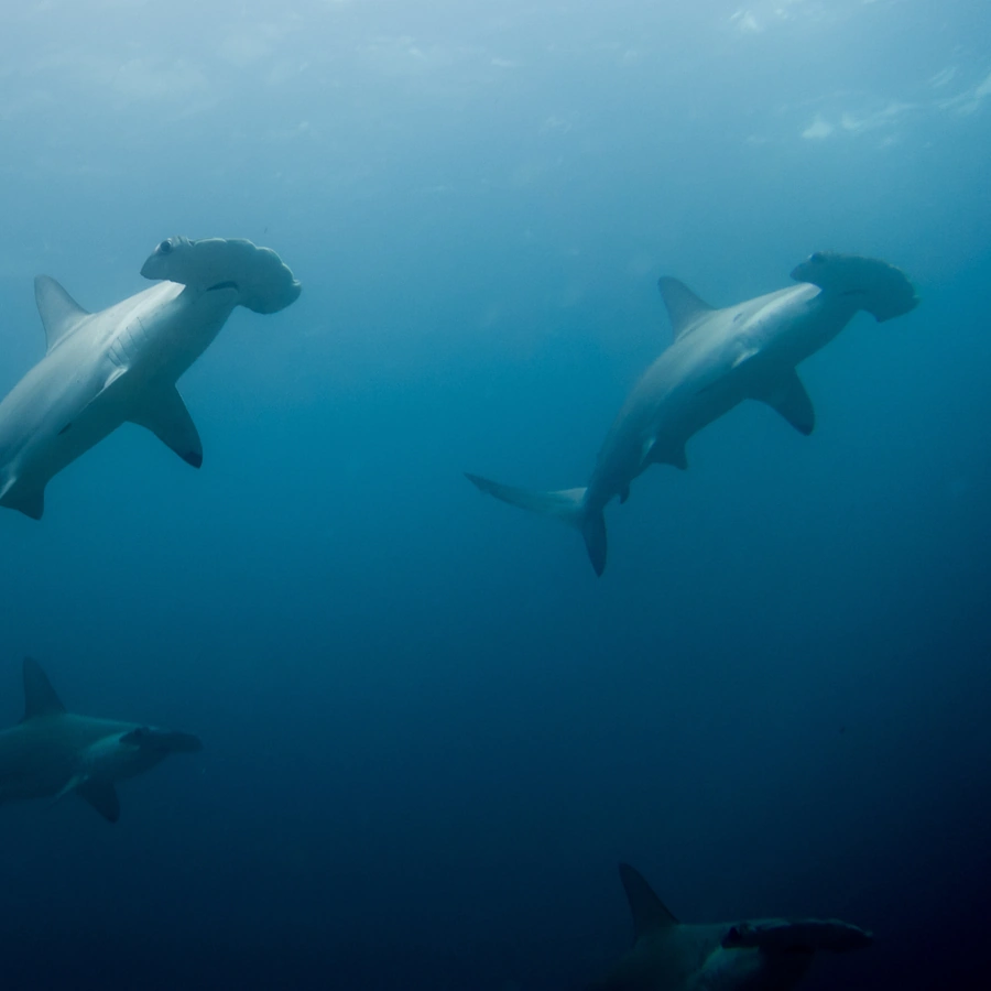 Scalloped Hammerhead Shark