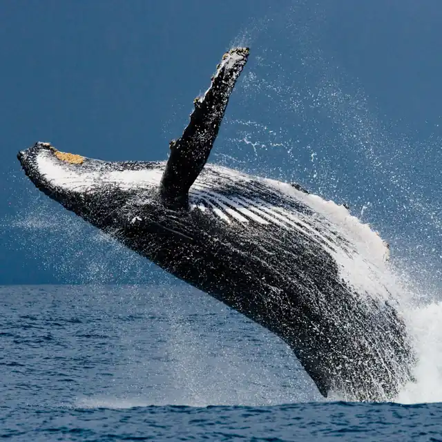 Humpback Whale