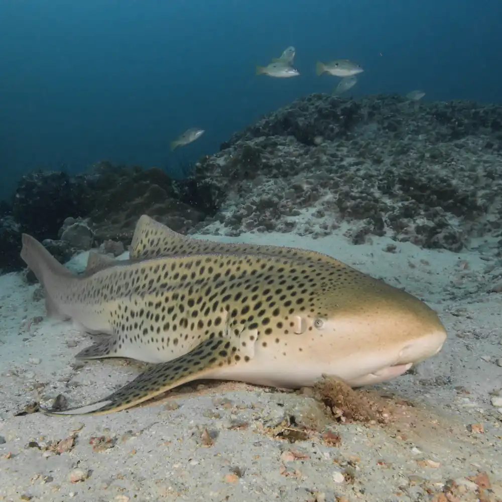 Leopard Shark (Zebra Shark)