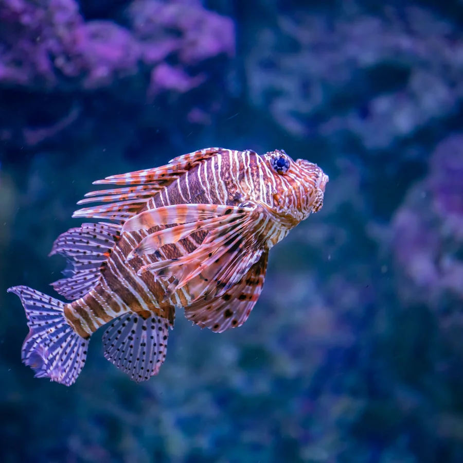 Lionfish