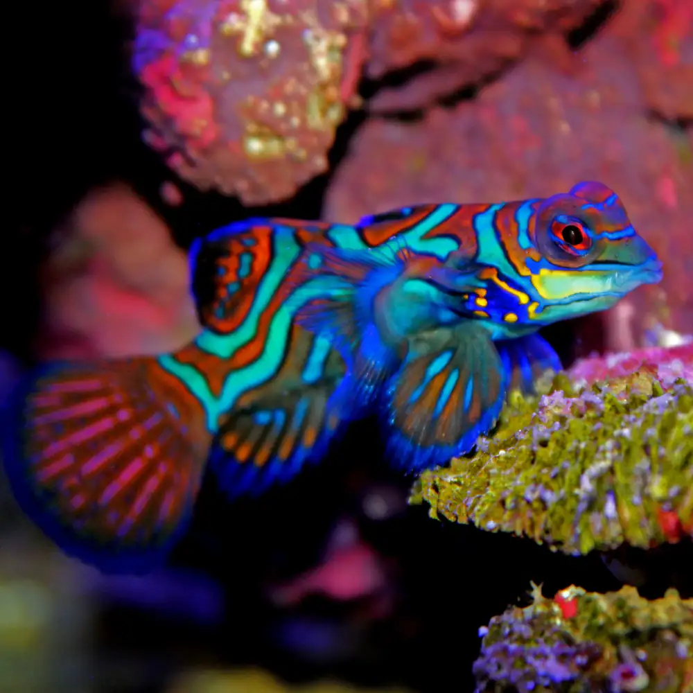 Mandarinfish