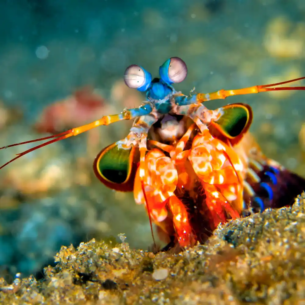 Mantis Shrimp