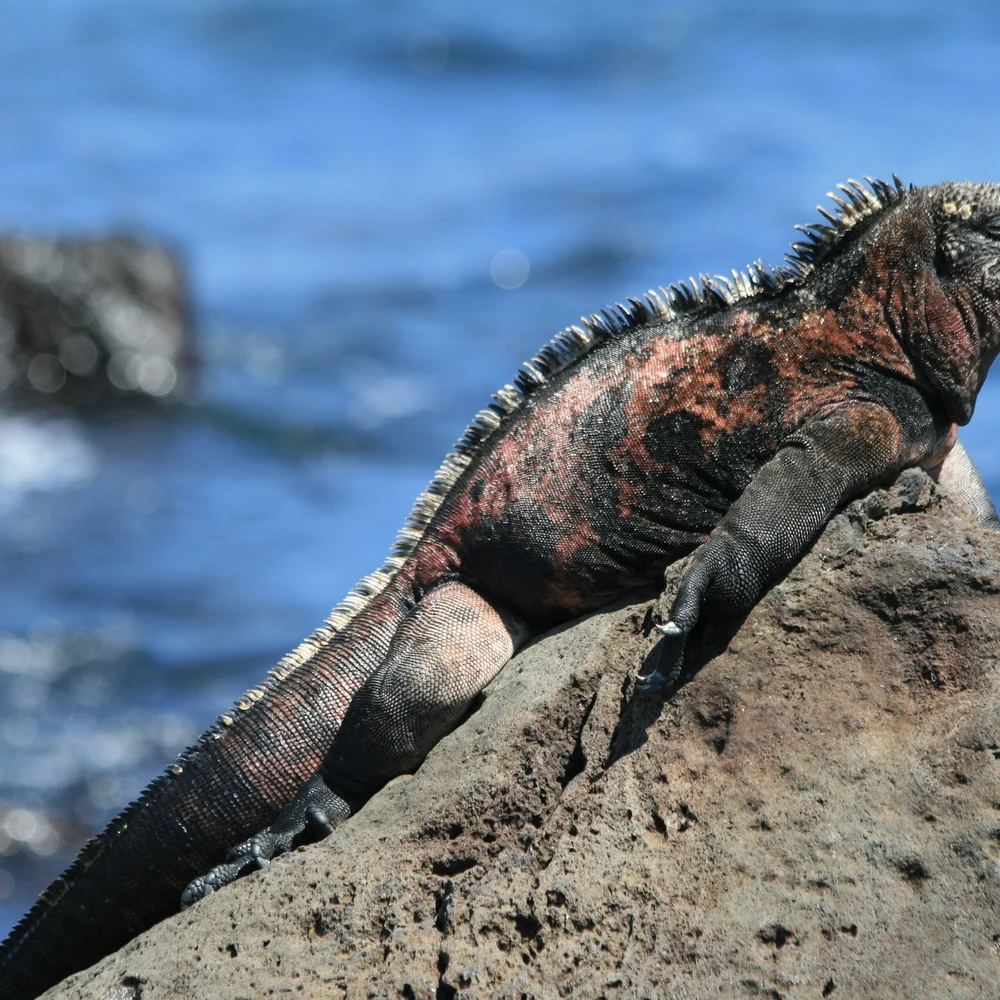 Marine Iguana