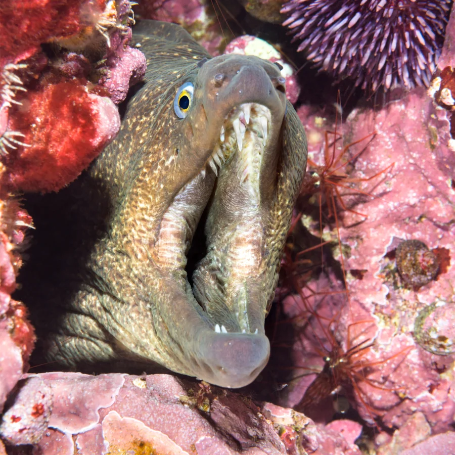 Mediterranean Moray