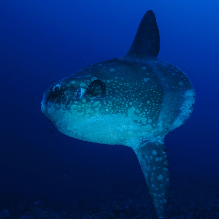 Mola Mola (Oceanic Sunfish)